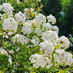 소주조팝나무 5치포트 겹공조팝 봄꽃 흰색 꽃나무 겹꽃 조팝나무