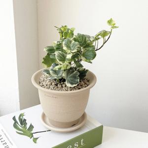 스푼아이비 리프쉘 아이비 공기정화식물 베트남토분