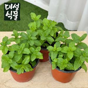 스피아민트 3개입 허브식물 다년생 허브모종 향기나는 식용