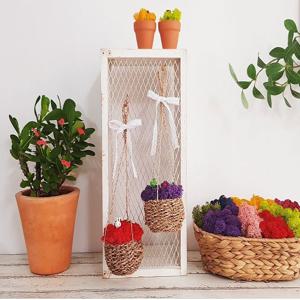 스칸디아모스 행잉라탄바구니 공기정화식물 천연이끼 습도조절 생일 감사 축하선물 인테리어소품