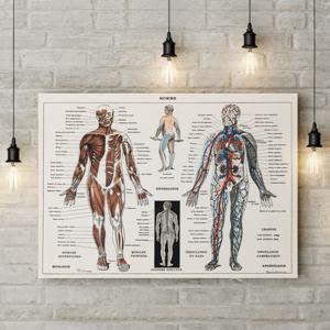 인간 신경계 근육계 해부학 삽화 일러스트 포스터 액자 사람 신경학 정형외과 외과 액자