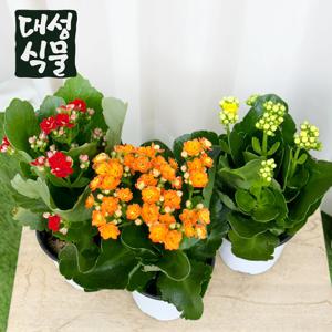 카랑코에 칼란디바 3개입 사계절 꽃모종 공기정화식물 겹카랑코에