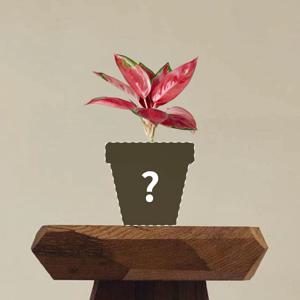 아글라오네마 지리홍 맞춤 제작 상품 (1:1 식물 케어)