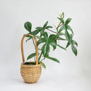 필로덴드론 뷰티 그린 중대형 행잉 존재감 넘치는 인테리어 식물 플랜테리어 공기정화식물