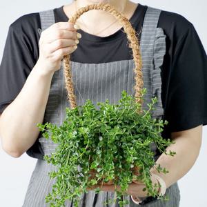 이사벨라페페 바구니세트 감성식물 중소형포트 행잉플랜트 공중화분 공기정화