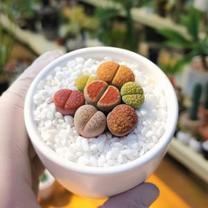 리톱스 살아숨쉬는 돌멩이 아프리카식물 미니 다육이 키우기