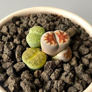 리톱스 3종 미니 토분 세트 - 사막의 보석, 아름다운 아프리카 식물