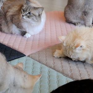 초코펫 고양이 스크래쳐 반영구 냥이 행복 매트리스