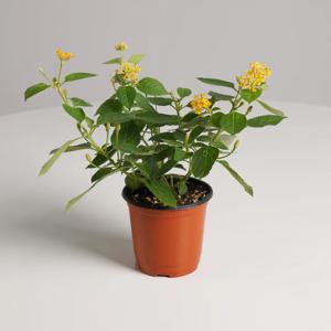 란타나 키우기쉬운 실내공기정화식물 인테리어식물 소형 모종