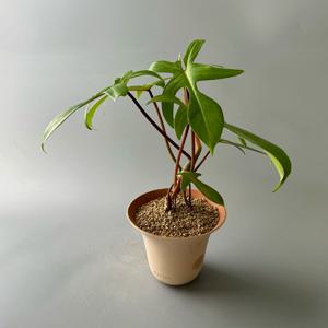 필로덴드론 플로리다 뷰티 with 오아지앙 수제토분 - 자유로운 수형의 감성 넘치는 식물