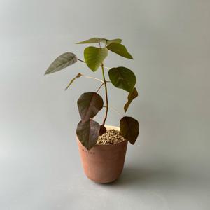 초코리프(유포르비아 코티니폴리아) with 오아지앙 수제토분 - 초코 색감의 식물