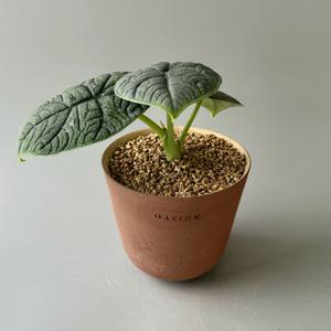 알로카시아 멜로 with 오아지앙 수제토분 - 거북이 등껍질을 닮은 신비한 질감의 식물