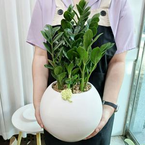 금전수 돈 들어오는 화분 큰둥근+리본화환 네잎클로버 뜨개키링 증정/개업화분 집들이 결혼