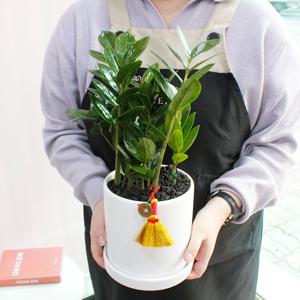 금전수 돈 들어오는 화분+돈 쓸어 담는 복 빗자루 키링 15w 개업 거실화분 집들이 이사