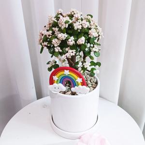 은행목 벚꽃나무 13cm + 빅 무지개 픽 플랜테리어 이사 집들이 인테리어 화분 귀여운소품