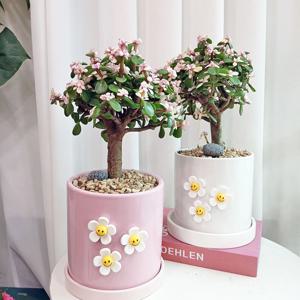은행목 벚꽃나무 13cm 핑크화분, 화이트 화분 택1 + 스마일꽃 3개 + 리본 메세지
