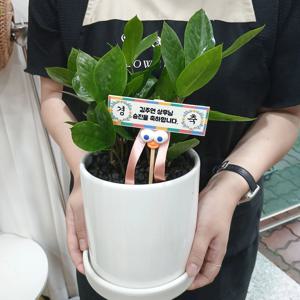 금전수 돈 들어오는 화분 15w + 현수막모양 아크릴 커스텀 전사 팻말