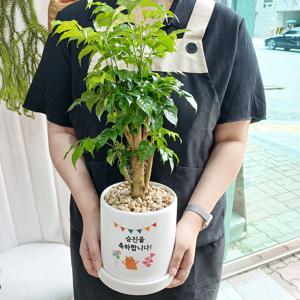 녹보수 부자, 행복 나무 15W 화분 메세지 + 네잎클로버 증정