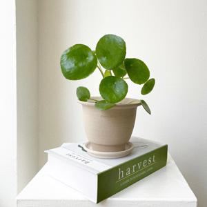 [20%쿠폰] 필리아페페 동전풀 공기정화식물 중국돈나무 화분 베트남토분