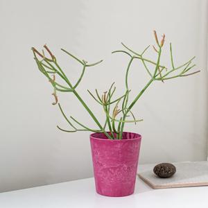 [식집사 지원쿠폰 5%] 파티오라금+컬러팟 아트스톤 7color