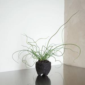 [오늘의집 단독] 스프링골풀 자유로운 멋이 아름다운 식물