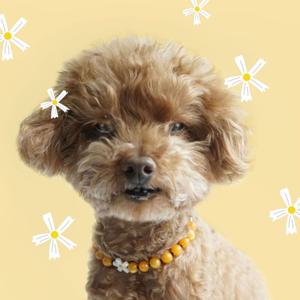 Hanrabong Juice 한라봉쥬스 강아지/고양이 핸드메이드 인식표 원석 목걸이