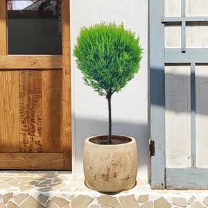 핫도그율마 Vintage 토분 플랜테리어 인테리어식물 거실화분 개업화분