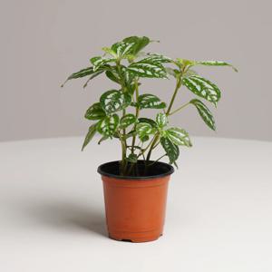 수박필레아 키우기쉬운 실내공기정화식물 인테리어식물 소형 모종