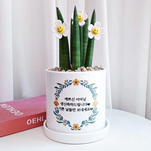 스투키 스마일반지 3개 13W 화분전사 메세지 - 개업화분 승진화분 화분문구 집들이선물