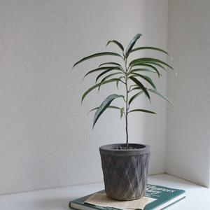 알리 벤자민 고무나무+와플무늬 블랙토분 set