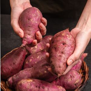 해남 꿀밤고구마  3kg 5kg 10kg 중상 특상 특대왕