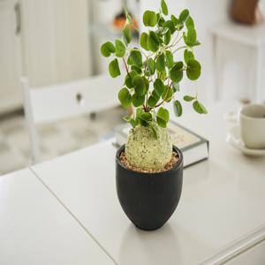 감자, 라피오나크메 아프리카 괴근 식물 화분 보타니카 조화 스테파니아 에렉타 희귀식물