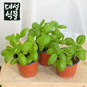 스위트 바질 3개입 허브식물 소형 다년생 허브모종 식용 베란다텃밭