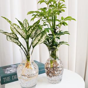 스노우사파이어 수경재배식물+화병 전사,작은팬더 /개업 생일 승진 취업 영전 이사 결혼 퇴사