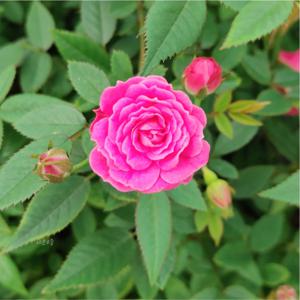 찔레장미  미니 찔레장미 넝쿨장미 찔레꽃 장미 꽃 다년생 장미