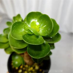 녹비단 키우기 다육이 꽃피는 다육 식물 화분 행운 나무 실내 공기정화 인테리어 플랜테리어