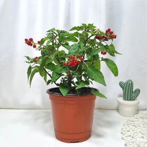 리비나 후밀리스 산호베리 실내 공기정화 인테리어 미세먼지제거 식물 야생화