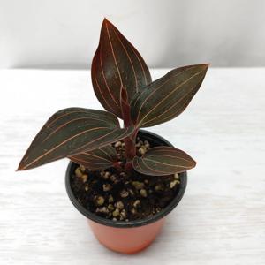 해마리아 루디지아 보석란 보석난 홍엽란 테라리움 음지 실내 공기정화 인테리어 화분 식물