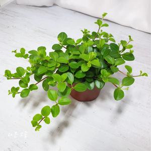 신홀리 페페 페페로미아 공기정화 식물 인테리어 키우기 쉬운 음지식물 플랜테리어