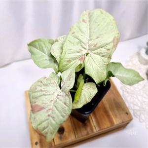 밀크컨페티 싱고니움 무늬싱고니움 실내 공기정화 특이한 음지 식물