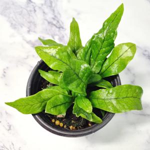 악어 고사리 크로커다일 특이한 음지 양치 실내 공기정화 식물 키우기 홈가드닝 플랜테리어