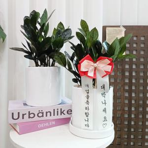 블랙 금전수 레이븐 15cm 국무총리상 수상 개업화분 집들이 화분 도자기화분 승진화분 취업