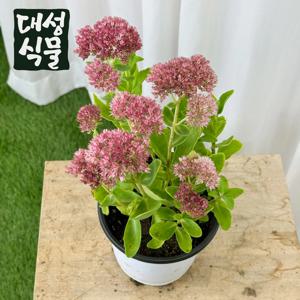 큰 꿩의비름 15cm 중형 야생화 꽃 여름 가을 모종 식물 인테리어