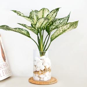 스노우사파이어_흰자갈 수경재배식물