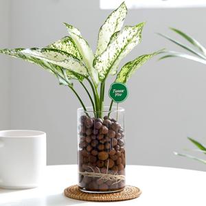 스노우사파이어_하이드로볼 수경재배식물