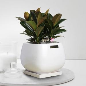 개업화분 : 멜라니 정사각_약40cm : 사무실 개업 축하 이전 집들이 개원 인테리어