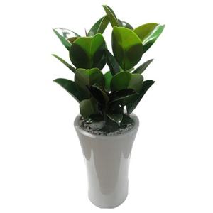 개업화분 : 고무나무_약40cm : 사무실 개업 이전 집들이 개원 인테리어