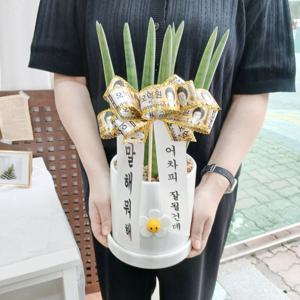 스투키+돈리본화환 중형 40cm ~ 스마일꽃 화분 지름 15cm 생일 퇴사선물 축하화환