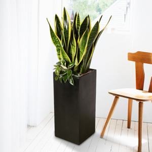 개업화분 : 산세베리아 검정사각_90cm내외 : 사무실 개업 이전 집들이 인테리어