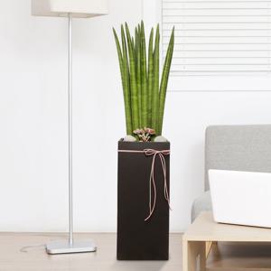 개업화분 : 스투키 검정사각_95cm내외 : 사무실 개업 이전 집들이 인테리어